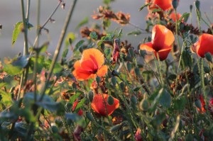 malta island sightseeing tour