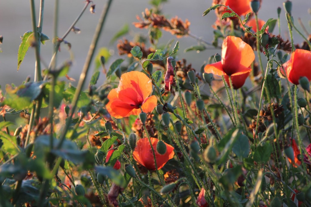 Malta Islands Sightseeing Tour